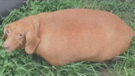 Obese Ohio dachshund gets tummy tuck - ABC7 Los Angeles