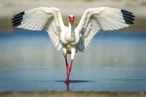 American white ibis (Eudocimus albus) - The Lazy Naturalist - Sarasota, Florida