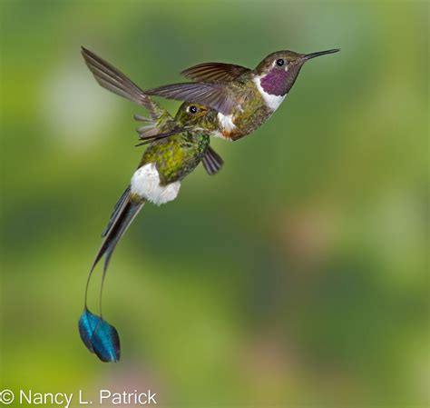 booted racket-tail hummingbird - Google Search Magical Creatures ...