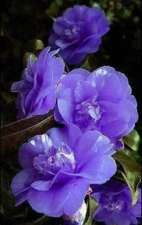 💜LOVE💜 💜 PURPLE 💜 | Purple flowers, Beautiful flowers images, Beautiful rose flowers