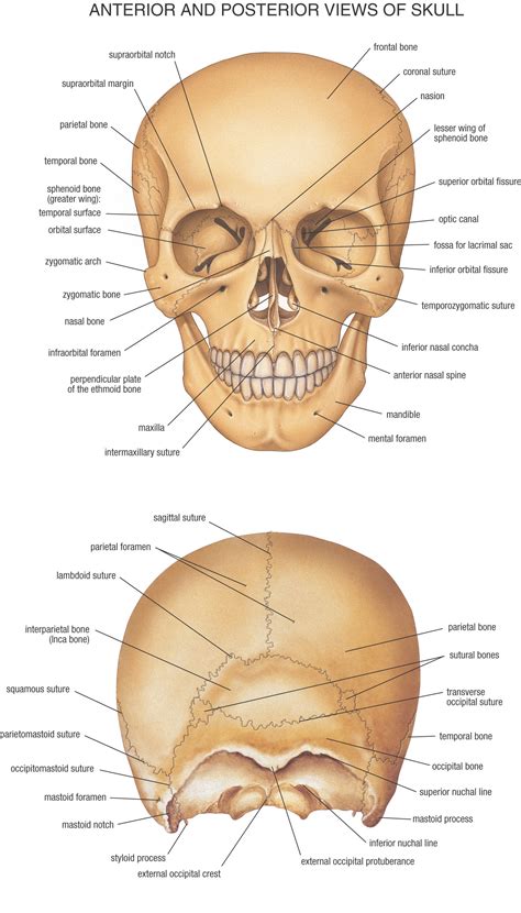 HB Anatomy Skull