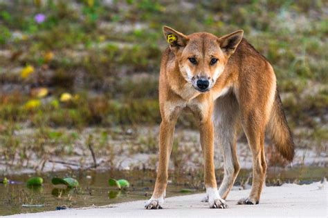 Don’t feed dingoes in Australia or you could get £5,600 fine under tough new law – The Scottish Sun