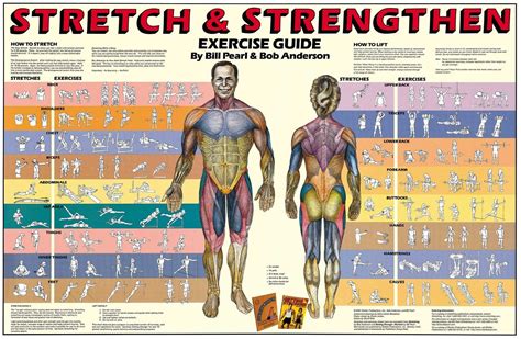 Stretch and Strengthen Poster | Anatomía, Entrenamiento