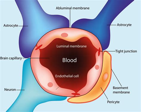 The blood–brain barrier and neurodegenerative disease - Clinical Laboratory int.