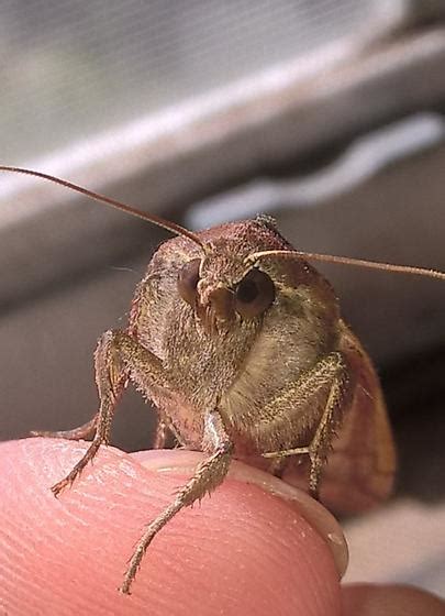 Owl-eyed Moth - Noctua pronuba - BugGuide.Net