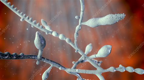 Microsporum audouinii fungus, illustration - Stock Image - F036/7217 - Science Photo Library