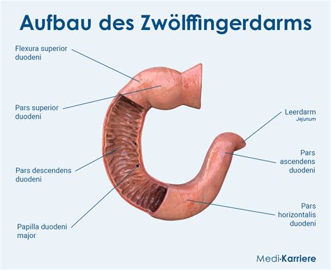 Difference Between Duodenum And Jejunum Definition,, 53% OFF