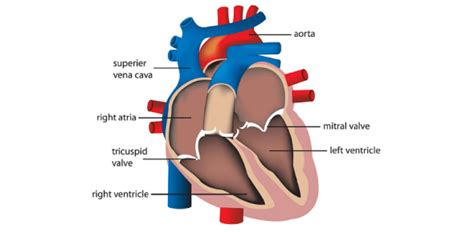 Heart Labeling Quiz: How Much You Know About Heart Labeling? - ProProfs ...