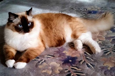 Free Ragdoll Kittens Melbourne - NREQHI