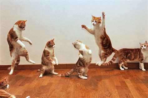 Modern Dance Troupe (by Pippy Timmy on flickr) Funny Cats, Funny Animals, Cute Animals, Dancing ...