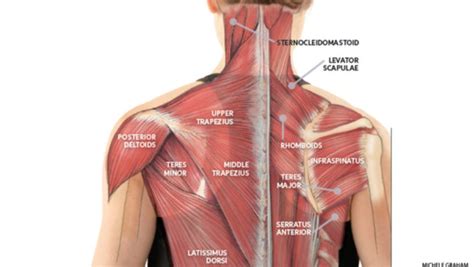 Back Of Neck Muscles Diagram