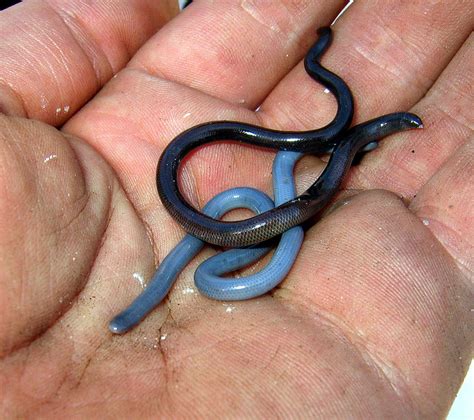 Brahminy Blind Snake | Snakes