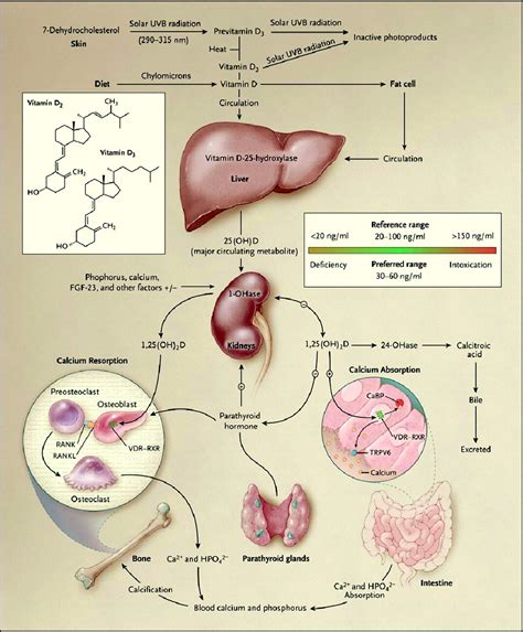 Doctors Gates: Synthesis and metabolism of vitamin D in the regulation ...