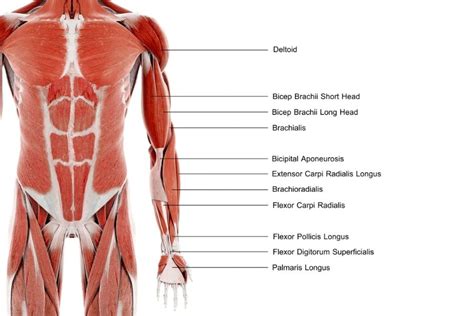 Muscles of the Upper Limb - MBLEx Guide