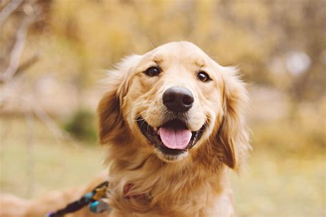 Golden Retriever's Reaction to Being Told She's Beaten Cancer Melts Hearts - Newsweek