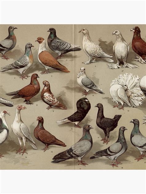 "Pigeon Breeds Chart" Acrylic Block by bluespecsstudio | Redbubble