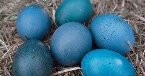 DIY Natural Vibrantly Blue Eggs