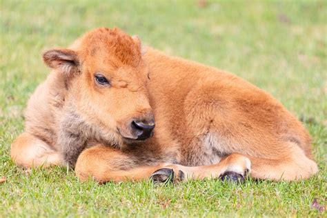 A newborn bison calf resting | Free Photo - rawpixel