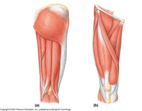 Upper Leg Tendon Anatomy / Upper Thigh Muscle Anatomy - Le Couteur Dons1950