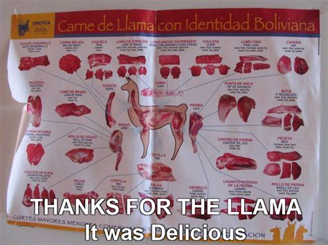 Llama meat by MysticM on DeviantArt