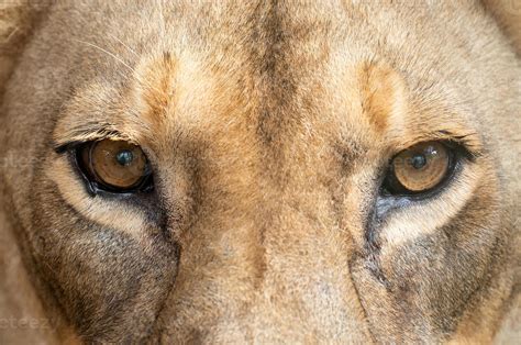 female lion eyes close up 3614039 Stock Photo at Vecteezy