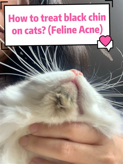 How to Treat Feline acne? Cat Black Chin/ Dirty Cat Chin- Cherish Lewi – CHERISH LEWIS