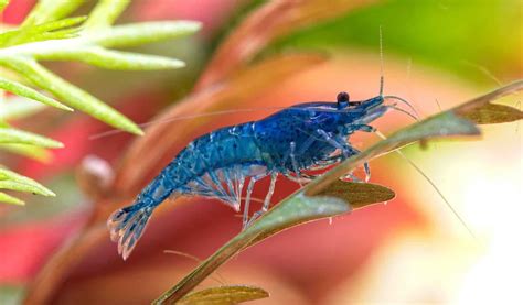 Complete Blue Velvet Shrimp Care Guide: Everything You Need to Know ...