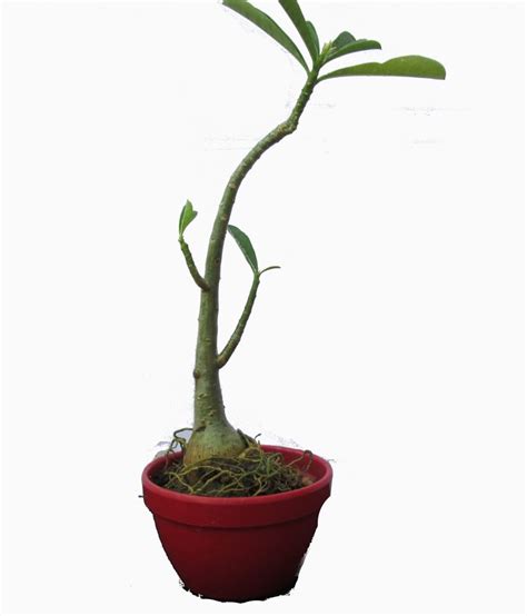 A' Bonsai Adenium Obesum Bonsai Plant: Buy A' Bonsai Adenium Obesum ...