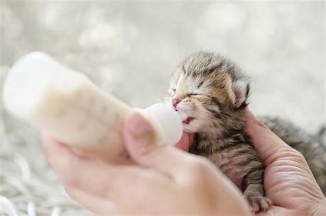 Consejos para cuidar a un gatito pequeño - Foto 1