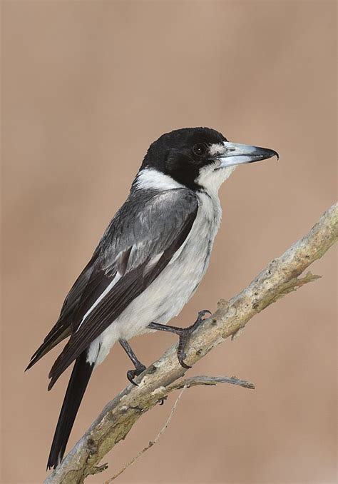 Grey Butcherbird (Cracticus torquatus) widely distributed to Australia | Birds of australia ...