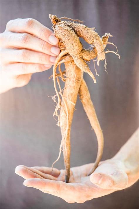 How to Grow Mandrake | Gardener’s Path