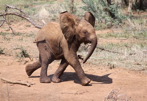 Video: Baby elephant who loves to cuddle - Mouths of Mums