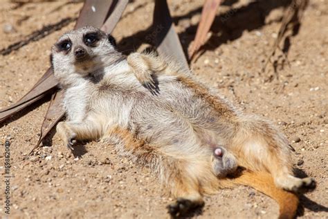 Meerkat misfit. Funny animal meme picture. This lazy creature appears to have snorted a drug ...