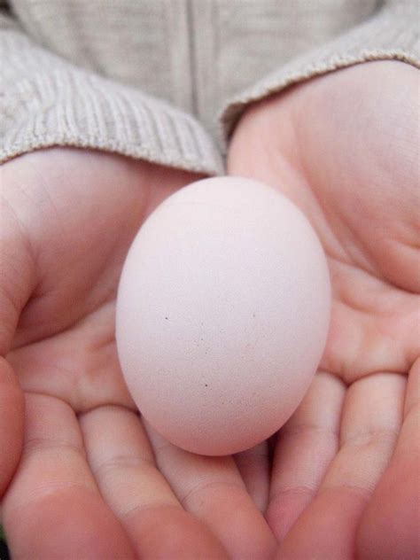 Our first egg from our Plymouth Barred Rock. | Chickens backyard, Best ...