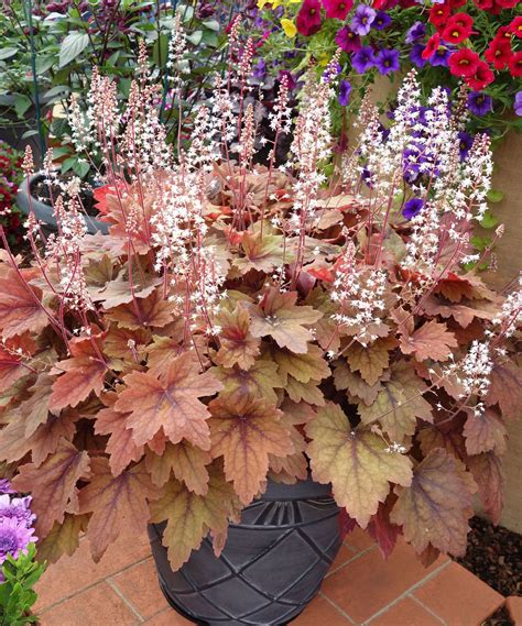 Best container plants for shade – 8 pretty choices to lift a dark spot ...