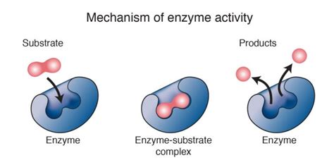 Biology – How Enzymes Work - Sinaumedia