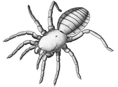 Ancient fossil was 'nearly a spider'dfs | Arachnids, Prehistoric animals, Prehistoric creatures