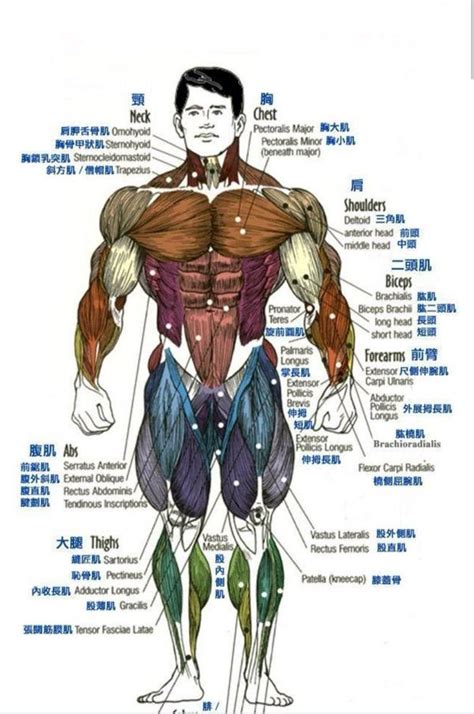 人体肌肉分布图 - 知乎