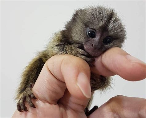 Best Small Pet Monkey Breeds | Pets Animals US