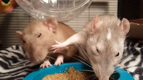 This is the hilarious moment when two pet rats fight over food by pushing each other away with ...