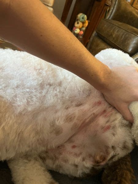 Rash on Belly..What should I treat with? - Vet Help Direct