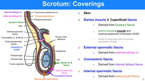 Scrotum Anatomy - Anatomy Reading Source