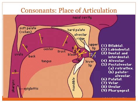 PPT - Phonetics PowerPoint Presentation, free download - ID:216291