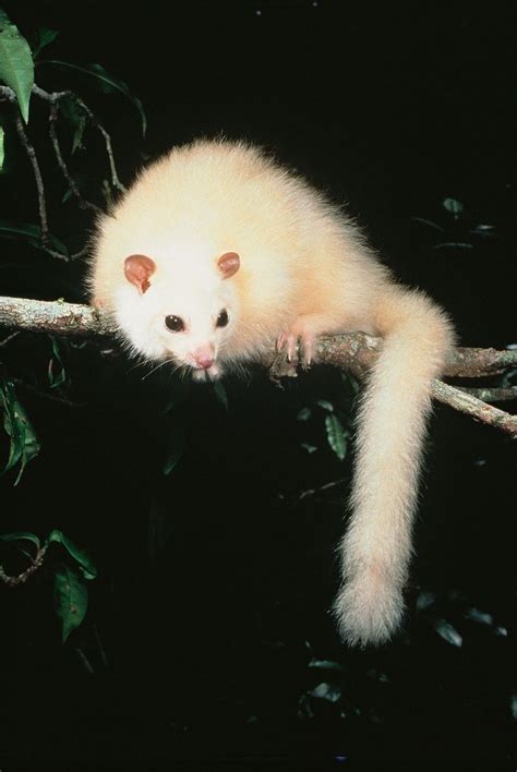 White lemuroid ringtail possum (Hemibelideus lemuroides) | Rare animals, Unusual animals ...