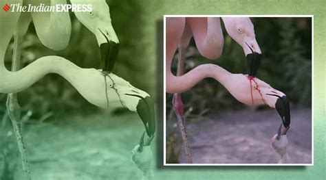 Video of parent flamingos feeding their chicks leaves netizens surprised | Trending News - The ...