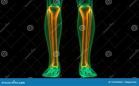 Human Skeleton System Tibia and Fibula Bone Joints Anatomy Stock Illustration - Illustration of ...