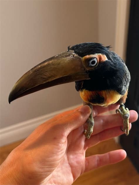 Collared aracari Baby for Sale