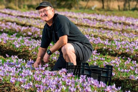 World's most expensive spice was once grown in Essex and now one man is ...