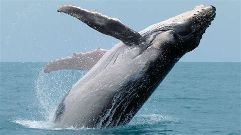 Humpback whale – Australian Antarctic Program