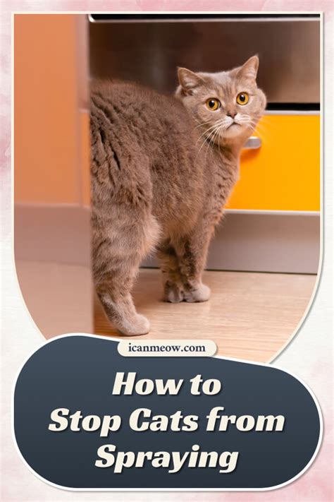 How to Stop Cats from Spraying - I Can Meow